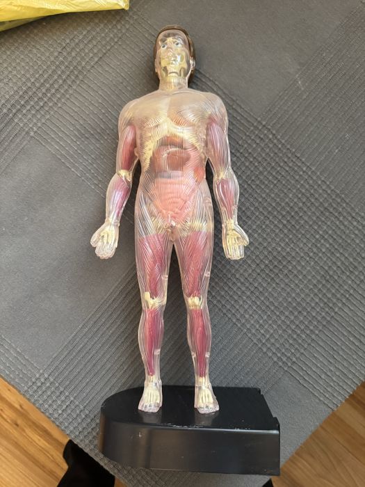 Cartii plus doua manechine barbat si femeie pentru copii corpul uman