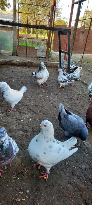 Vind păsări de tara