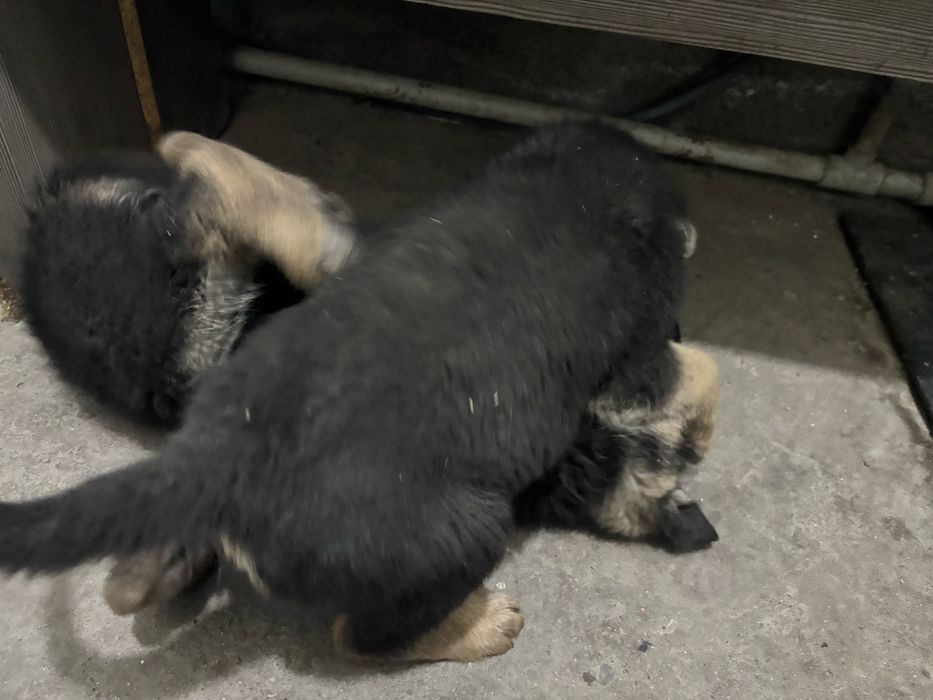 Немецкая  овчарка