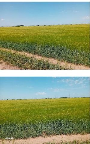 Teren extravilan PEris, ID: R3454876
