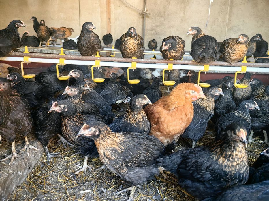 Ярки Супер Харко на 3 месеца Ивански