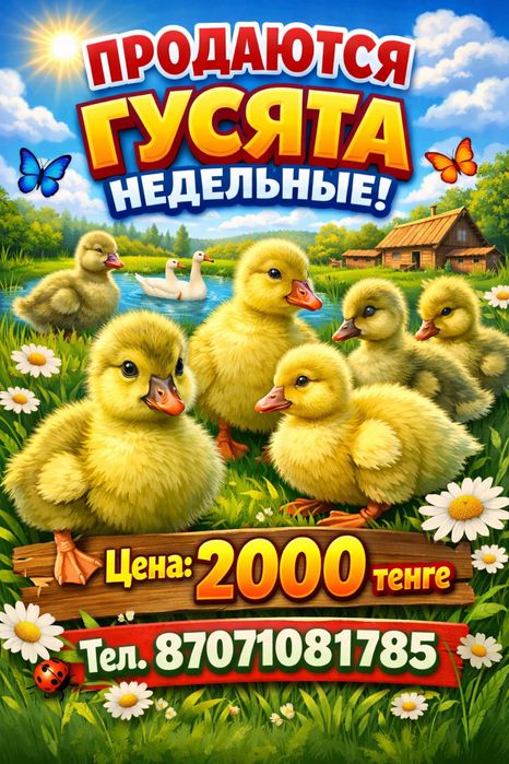 Продаются гусята недельные