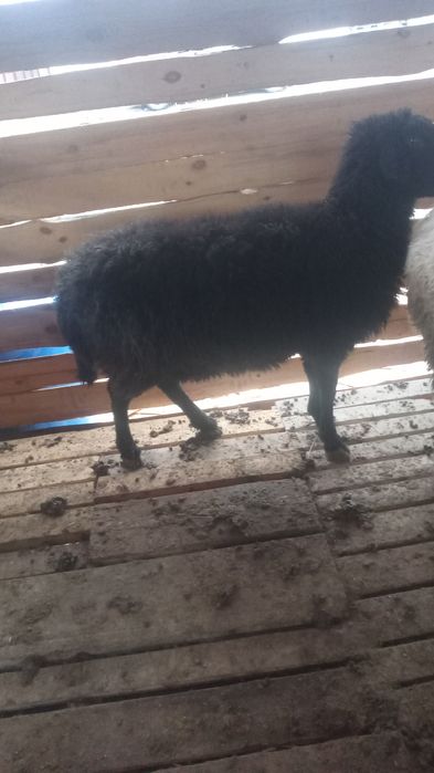 Буаз қойлар сатылады