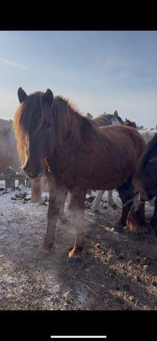 Мұғалжар айғыр сатылады