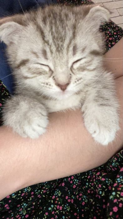 Котенок 2 мес, вислоухий мальчик