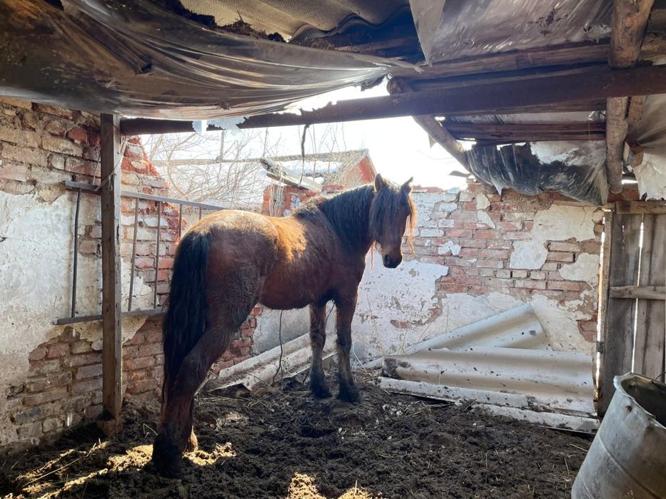 Айғыр сатылады.  2021 т. ж.