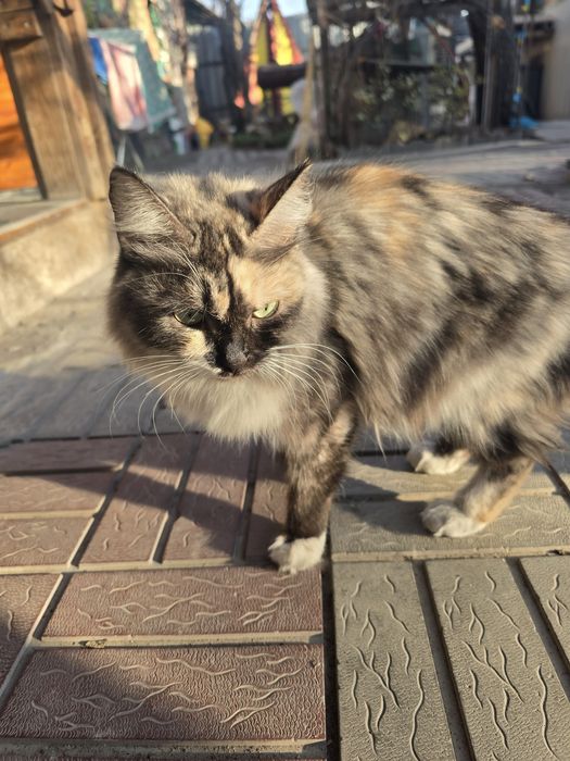 Отдам кошку бесплатно