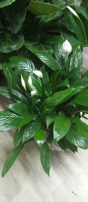 Спатифилумы - женское счастье