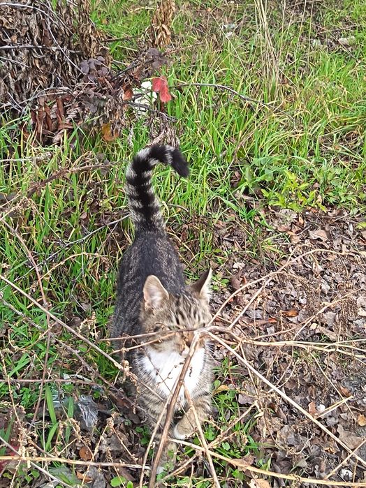 Бездомно коте търси дом!