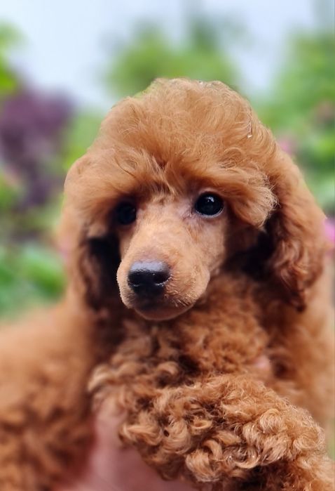 Poodle miniature/toy FCI