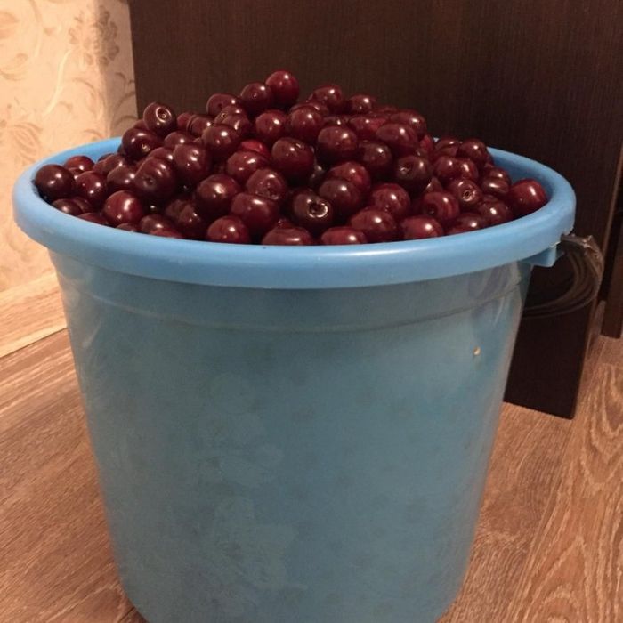 Продам вишню домашнюю