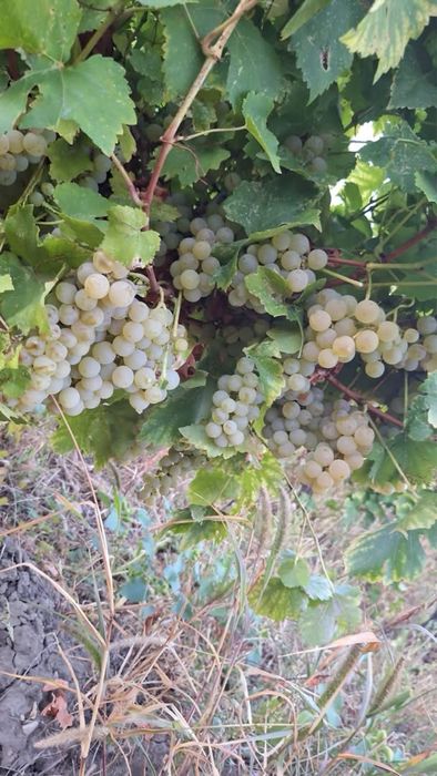 Struguri pentru vin