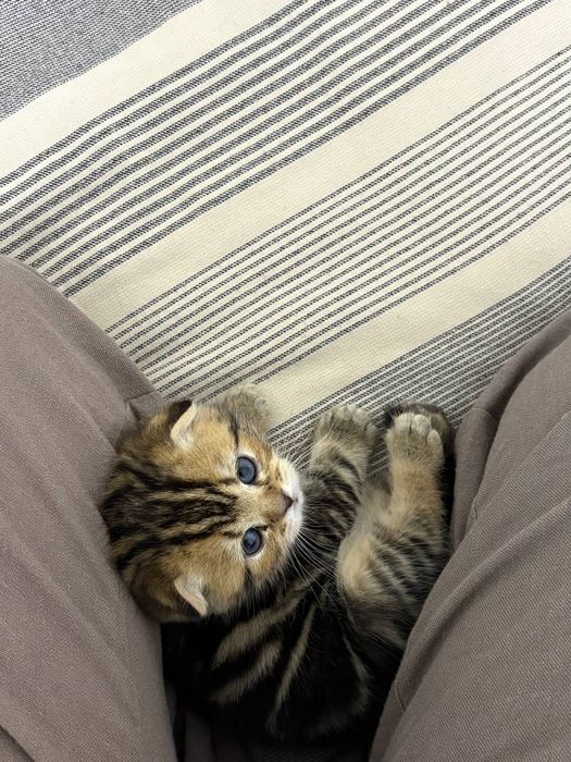 Котята  вислоухие шотландские
