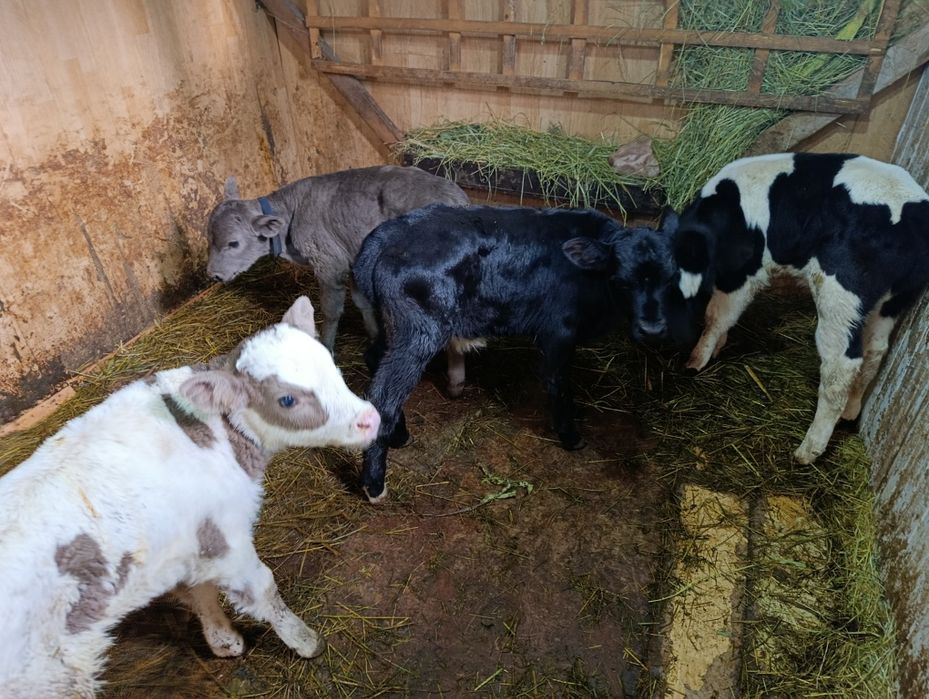 Телята бычки Бузау еркек