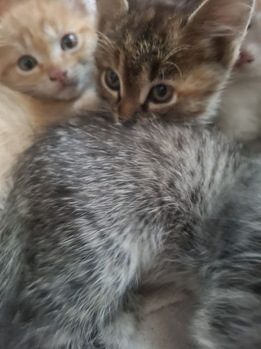 Котята даром в человеческие руки
