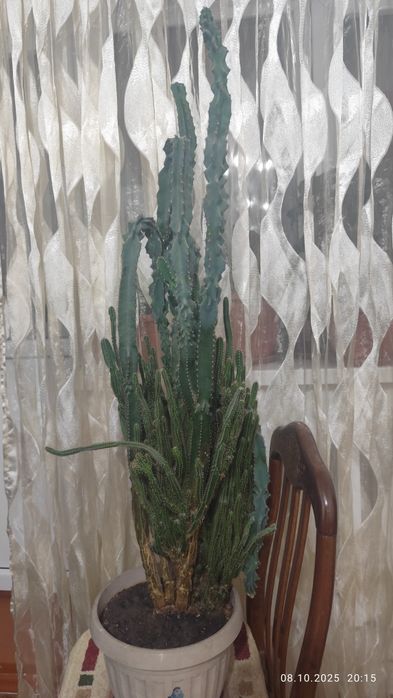 Кактус домашний .