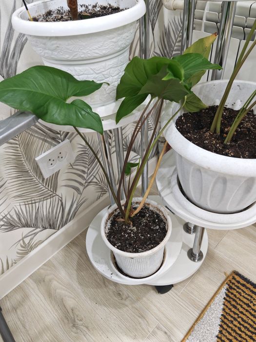 Комнатные растения