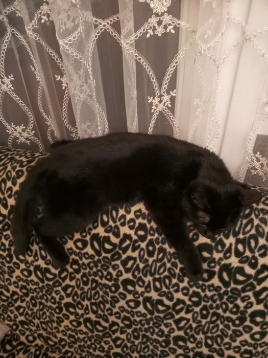 В дар котёнка 5 мес. Мальчик (Гоголя Муратбаева)