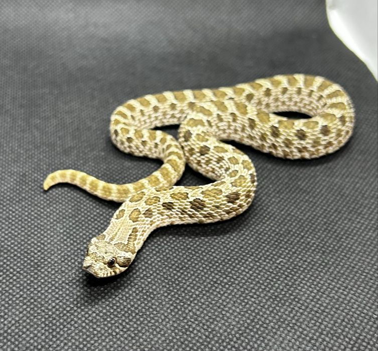 Свиненоси змии 2бр.