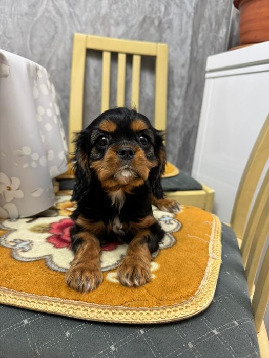 Кавалер кинг Чарльз спаниель девочка