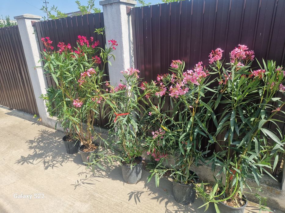 Thuia leilandi   chiparos la comanda