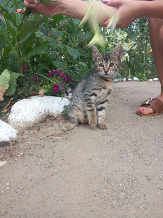 Pisoi spre adopție