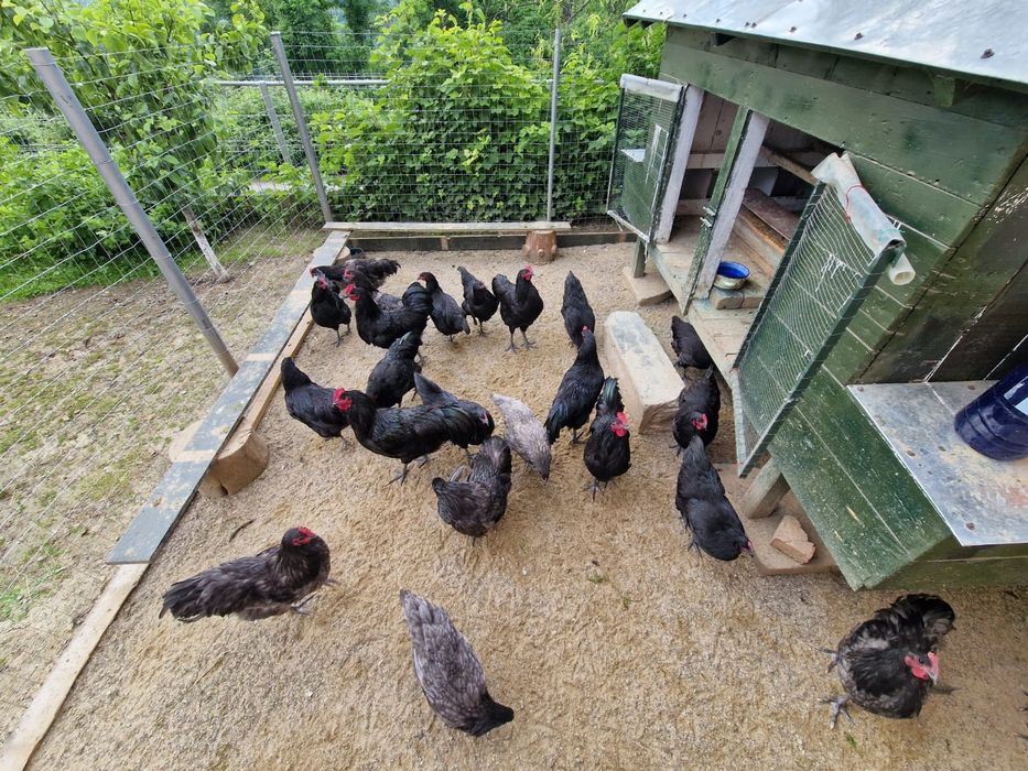 Cocos Australorp 6 luni
