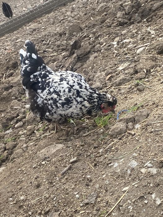 Vând pui și ouă pentru incubat