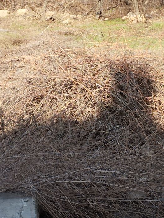 Сухие ветки бесплатно