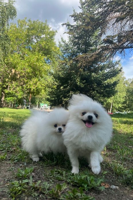 Помиранский Шпицы