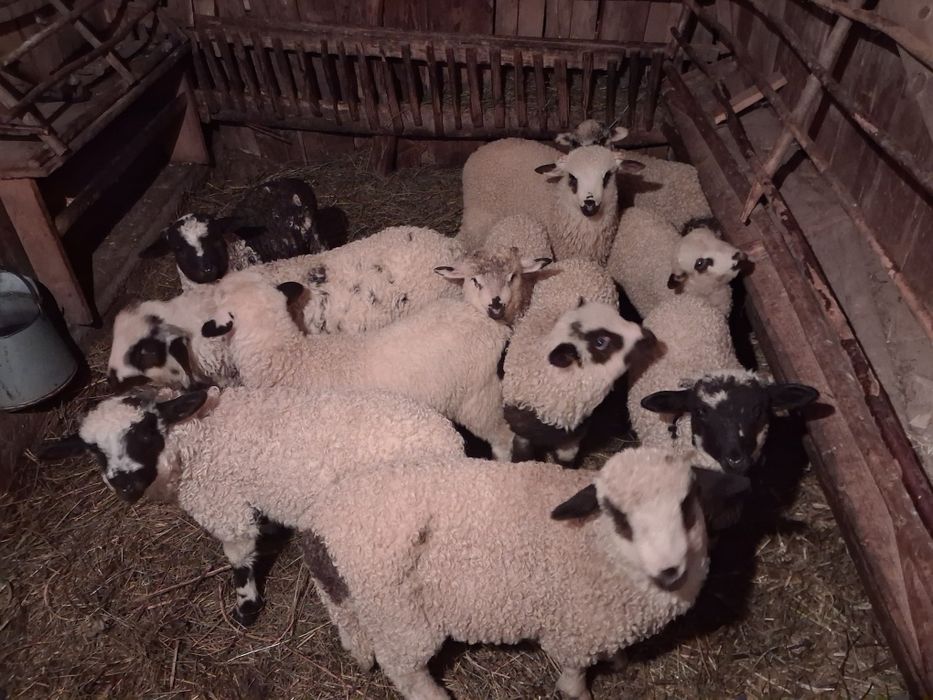 Vând 7 oi cu 8 miei si o oaie stearpă