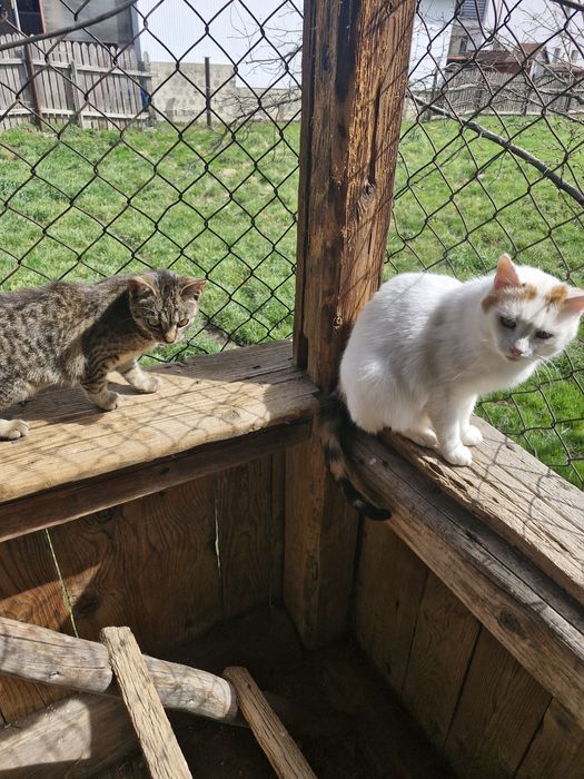 donez  pisici blânde, sterilizate și bine îngrijite