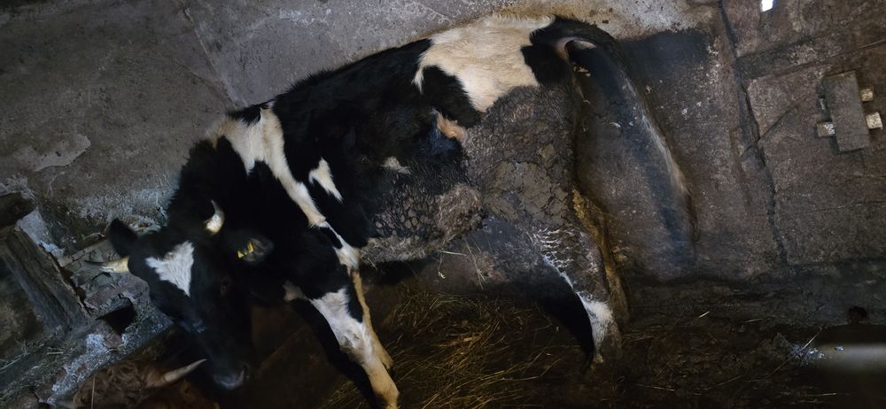 Vând  2 juninci  gestante