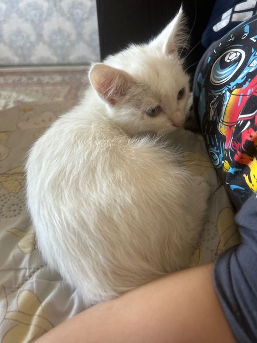 отдам даром в добрые руки