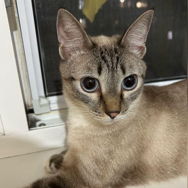 Сиамская порода.