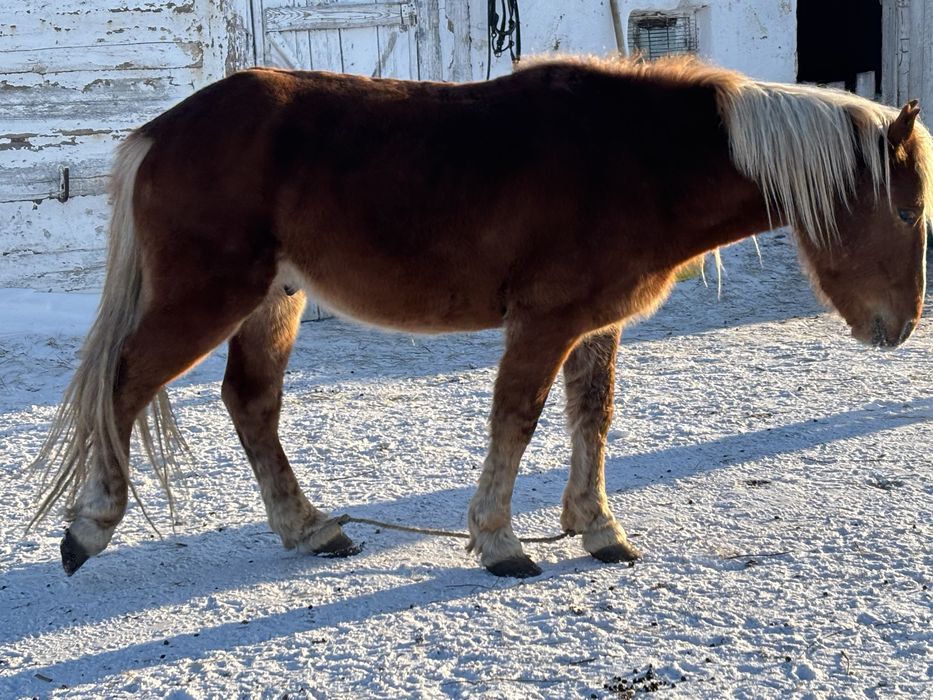 Продам жеребца или обмен