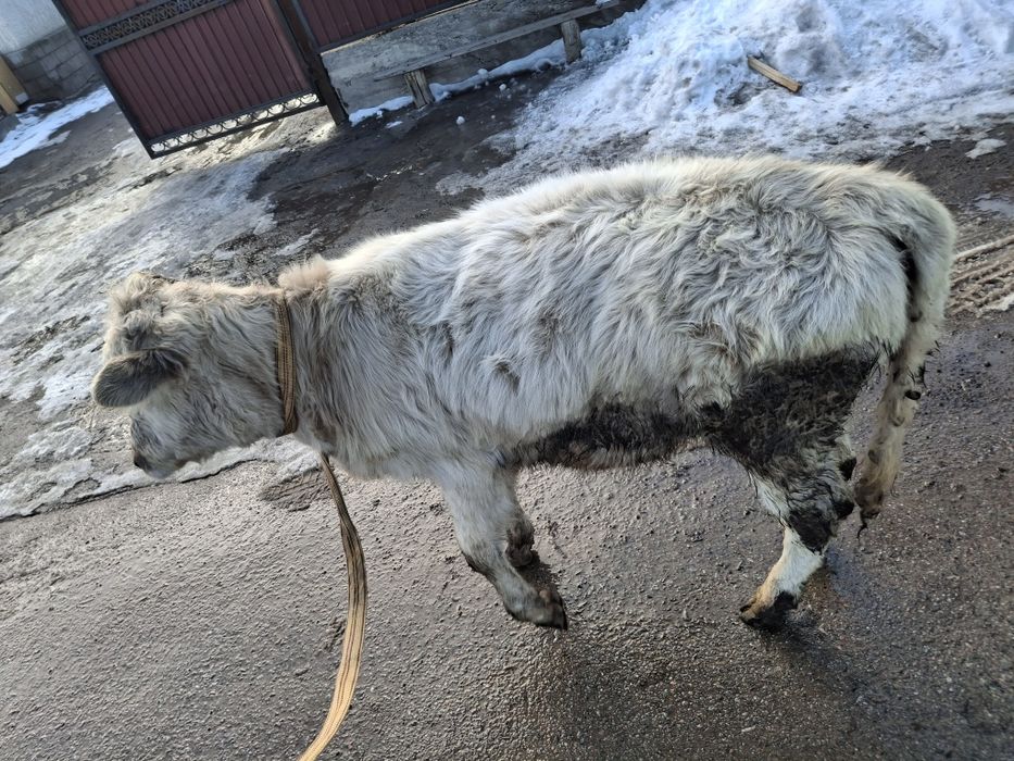 Продам телку и бычка срочно