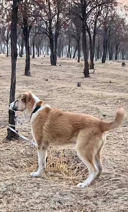 Алабай.Қазақы күшік.Тобет.Боец.