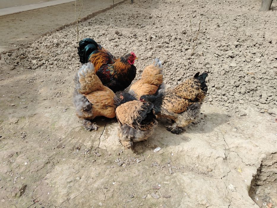 Brama Tovuq Xoroz Zot Olish Uchun Tuxumlari Sotuvda