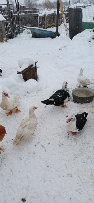 Vănd 2buc curci de casă masculi