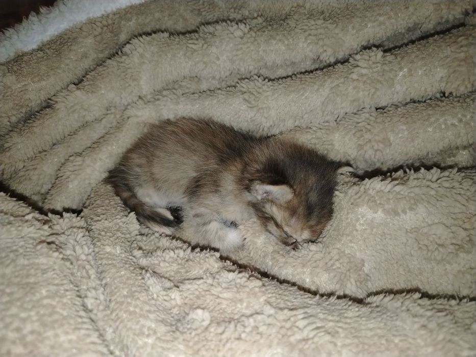 Отдам котенкаааа