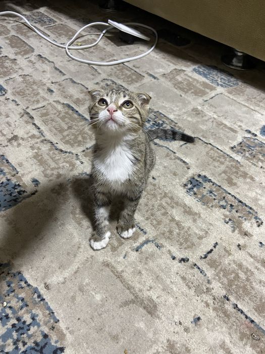 Вислоухий котёнок