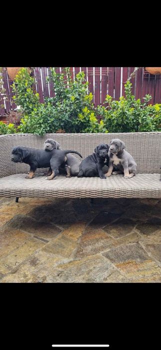 Кане корсо ферментино с родословие