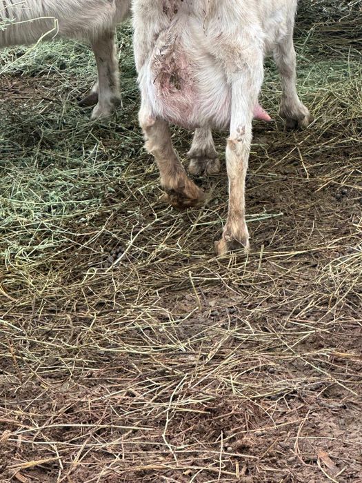 Орыс ешкі сатылады