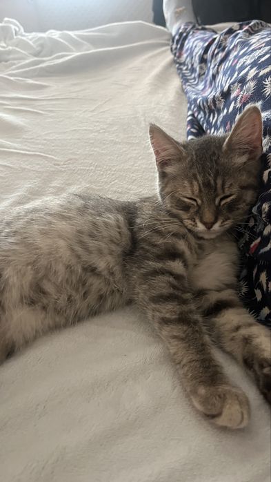 Котёнок Бесплатно