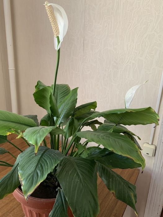 Продам комнатное растение.                                 ………………………..