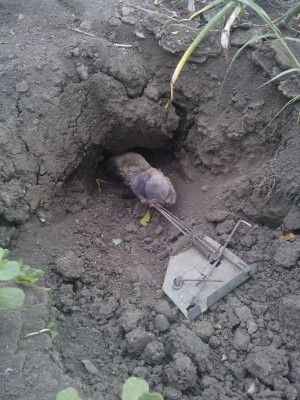 Капан за сляпо куче (слепок, Spalax leucodon)