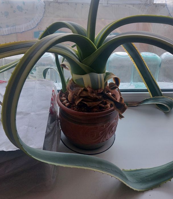 Американская агава