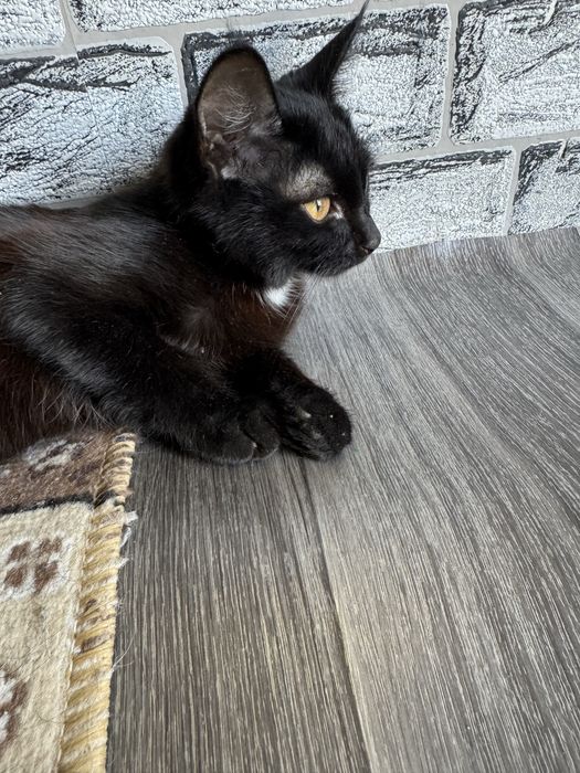 Котенок в добрые руки