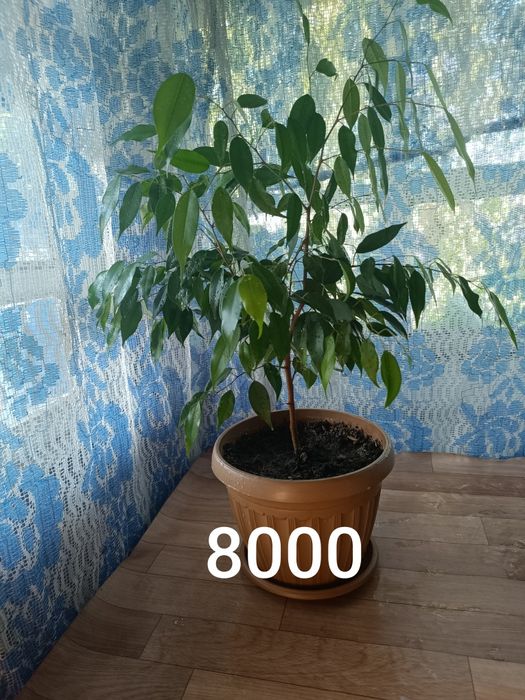 Цветы не дорого продам